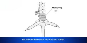 Vảy gà khai vương